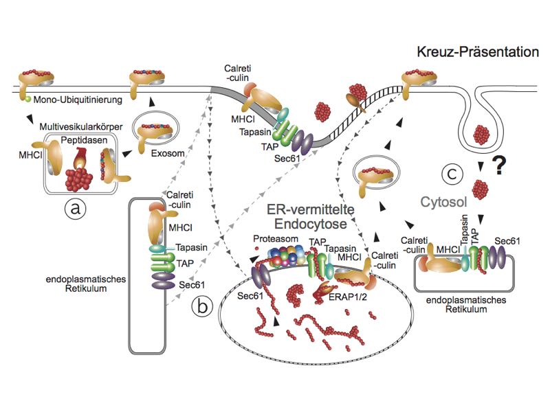 Kreuzpr&auml;sentation